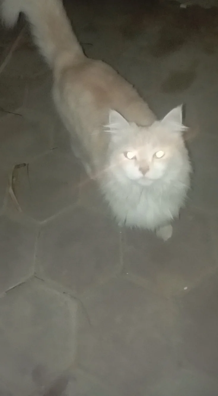 Screenshot_٢٠٢٦-٠١-٠١-٢٢-٥٥-٥٣-٧٩٥_com.miui.mediaeditor-edit.webp